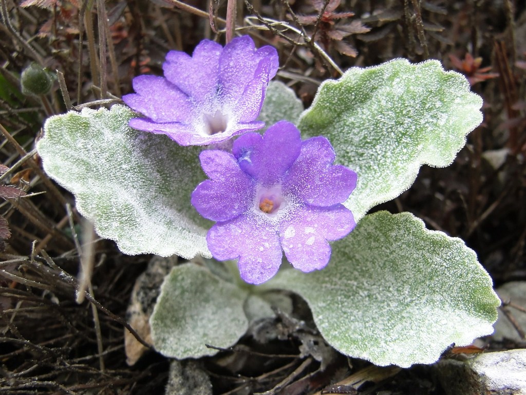 Primula albenensis / Primula del M. Alben